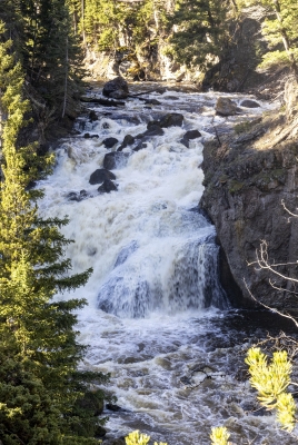 Firehole River YNP Spring 2025